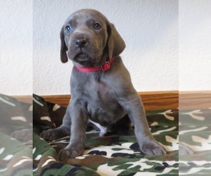 Weimaraner Puppy for sale in REXBURG, ID, USA