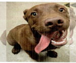 Brownie - Male Labrador Retriever-Unknown Mix Dog for Adoption - Small photo