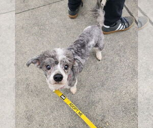 Poodle (Miniature)-Unknown Mix Dogs for adoption in Auburn, WA, USA