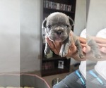 Small #16 French Bulldog