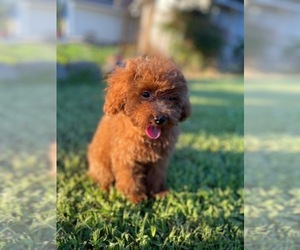 Poodle (Toy) Puppy for sale in PORTERVILLE, CA, USA