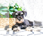 Small Photo #11 Schnauzer (Miniature) Puppy For Sale in SYRACUSE, IN, USA