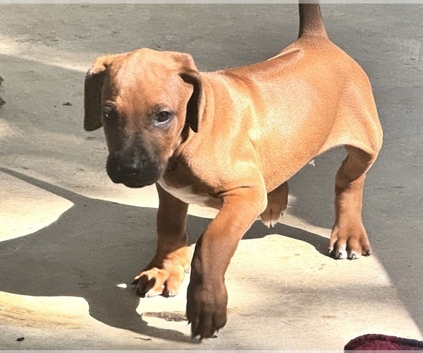 Medium Photo #20 Rhodesian Ridgeback Puppy For Sale in MADISON, GA, USA