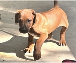 Small #19 Rhodesian Ridgeback