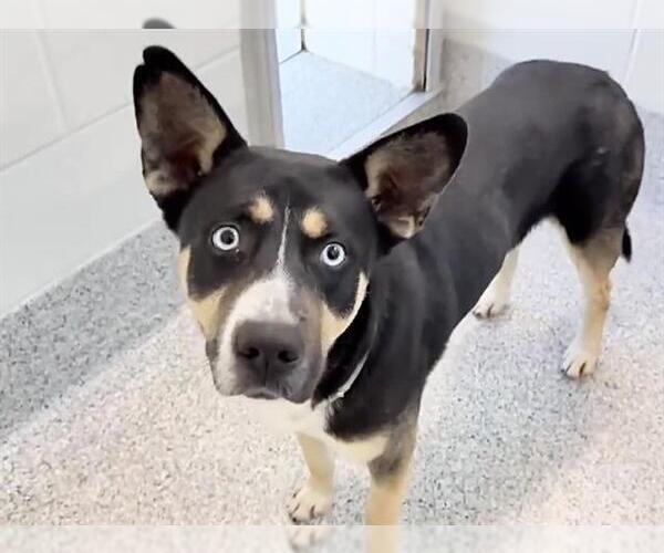 Medium Photo #3 Siberian Husky-Unknown Mix Puppy For Sale in Houston, TX, USA