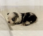 Small Photo #4 Miniature Australian Shepherd Puppy For Sale in FORT MORGAN, CO, USA