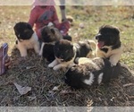Image preview for Ad Listing. Nickname: Akita pup