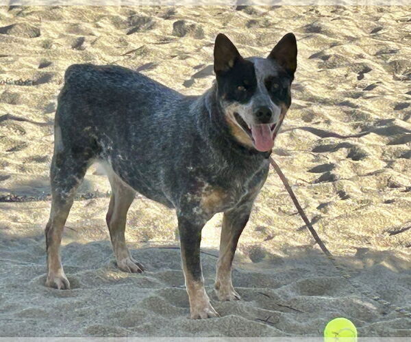 Medium Photo #2 Mutt Puppy For Sale in Paso Robles, CA, USA