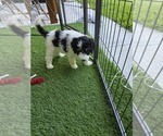 Puppy Catherine Sheepadoodle