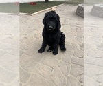 Puppy Red Girl Irish Doodle-Miniature Bernedoodle Mix