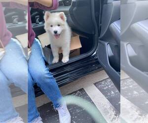 Samoyed Puppy for sale in SAN JOSE, CA, USA