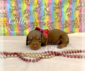 Dachshund Puppy for sale in WINNSBORO, LA, USA