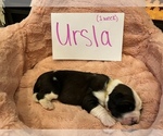 Small Photo #3 Saint Bernard Puppy For Sale in OKEANA, OH, USA