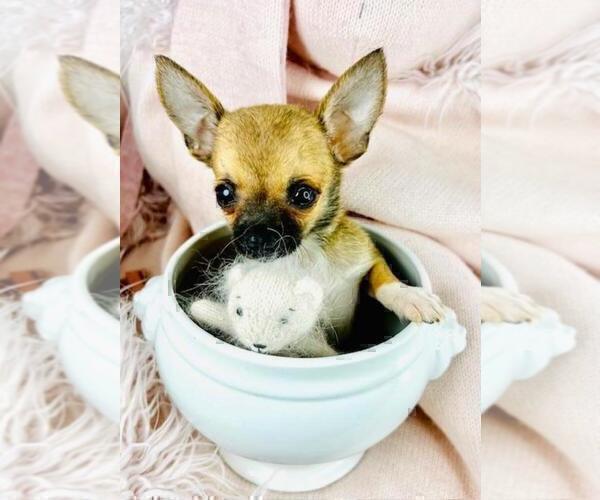 Medium Photo #11 Chihuahua Puppy For Sale in BOSTON, MA, USA