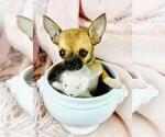 Small #10 Chihuahua