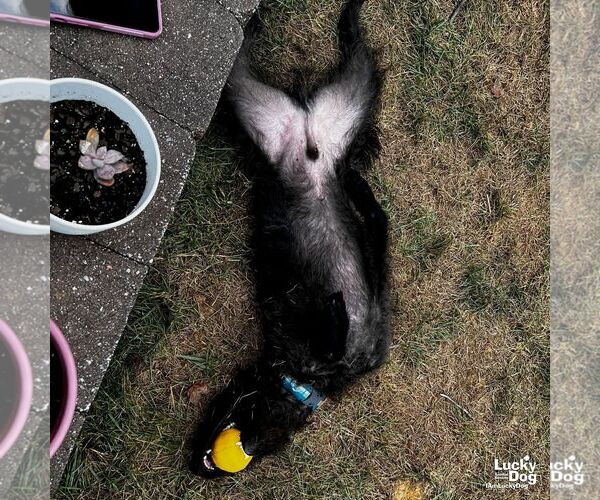 Medium Photo #4 Poodle (Standard)-Retriever  Mix Puppy For Sale in Washington, DC, USA