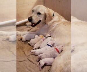 Mother of the English Cream Golden Retriever puppies born on 02/17/2022