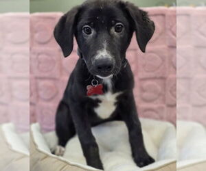 German Shepherd Dog-Unknown Mix Dogs for adoption in Lakewood, CO, USA