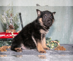 Small #1 German Shepherd Dog