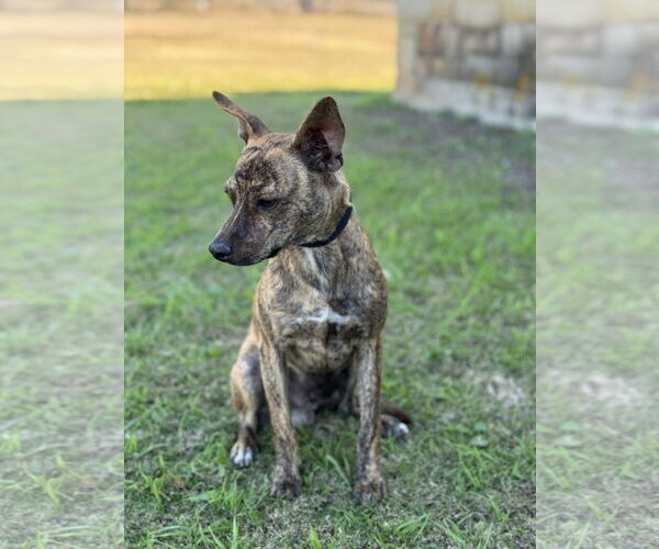 Medium Photo #3 Mutt Puppy For Sale in PIPE CREEK, TX, USA