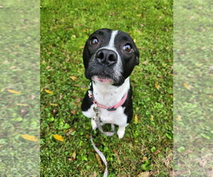 Boxer-Unknown Mix Dogs for adoption in New London, WI, USA