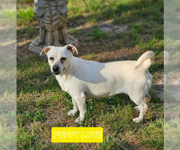 Medium Photo #1 Chihuahua-Unknown Mix Puppy For Sale in Cranston, RI, USA