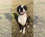 Small #1 Boxer-Mastiff Mix