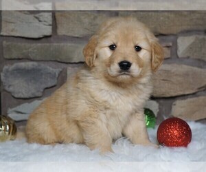 Golden Retriever Puppy for sale in FREDERICKSBG, OH, USA