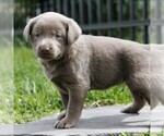 Small Photo #3 Labrador Retriever Puppy For Sale in DANVILLE, PA, USA