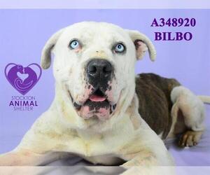 American Pit Bull Terrier Dogs for adoption in Stockton, CA, USA