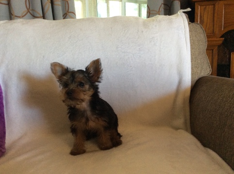 Medium Photo #1 Yorkshire Terrier Puppy For Sale in BOWLING GREEN, MO, USA