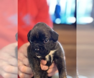 Boxer Puppy for sale in LANSING, MI, USA