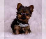 Small Photo #81 Yorkshire Terrier Puppy For Sale in WARSAW, IN, USA
