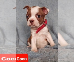 Boston Terrier Puppy for Sale in POMEROY, Ohio USA