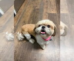 Small #1 Shih Tzu