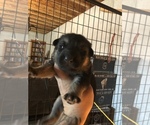 Small Photo #32 German Shepherd Dog Puppy For Sale in GRAHAM, MO, USA