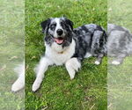 Small #1 Australian Shepherd