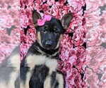 Small Photo #3 German Shepherd Dog Puppy For Sale in NEW PROVIDENCE, PA, USA