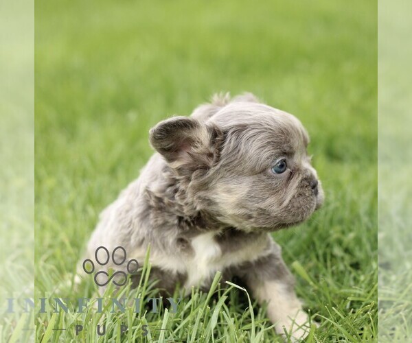 Medium Photo #4 French Bulldog Puppy For Sale in GORDONVILLE, PA, USA