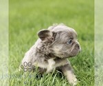 Small #3 French Bulldog