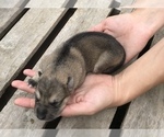 Small Photo #5 German Shepherd Dog Puppy For Sale in APLINGTON, IA, USA