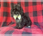 Small #8 YorkiePoo