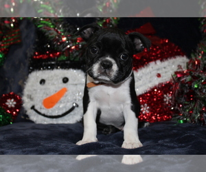 Boston Terrier Puppy for sale in BROOKSVILLE, FL, USA