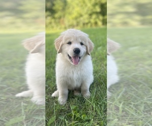 Golden Pyrenees Puppy for sale in STAMPING GRD, KY, USA