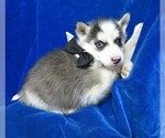 Small Photo #8 Siberian Husky Puppy For Sale in GROVESPRING, MO, USA