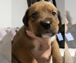 Small Photo #2 Boxweiler Puppy For Sale in CULLMAN, AL, USA