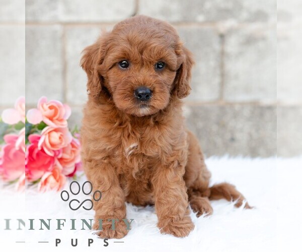 Medium Photo #4 Cavapoo (Miniature) Puppy For Sale in DORNSIFE, PA, USA