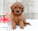 Small #3 Cavapoo (Miniature)