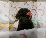 Small #6 Poodle (Toy)