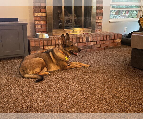 Medium Photo #15 Mutt Puppy For Sale in Sandy, UT, USA